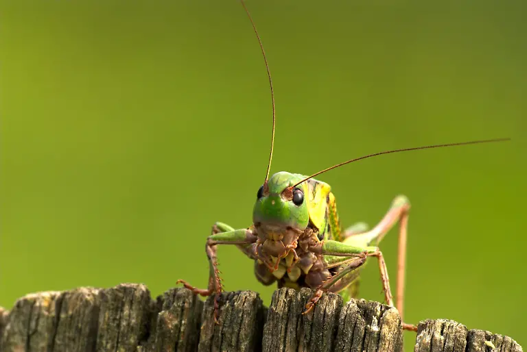 DEU-2006-Warzenbeisser-Decticus-verrucivorus-Maennchen-en-Wart-Biter-Decticus-verrucivorus-male-DEU-2006-Wart-Biter-Decticus-verrucivorus-male