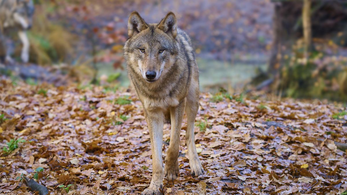 ausbreitung-f-hrt-zu-konflikten-w-lfe-in-deutschland-von-der-streng-gesch-tzten-zur-bejagten-art