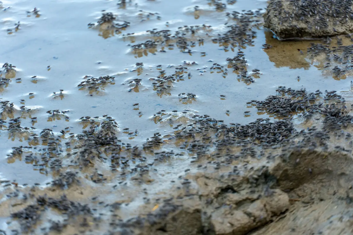 Swarm-of-flying-mosquitoes-and-insects-around-the-lake-Swarm-of-flying-mosquitoes-and-insects-around-the-lake-during-hot-summer-Copyright-xZoonar
