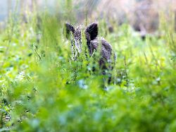 Mecklenburg-Vorpommern: Ministerium: Keine verstärkte Ausbreitung von "Pseudowut"