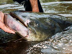 Bayern: Tierisches 2025 - Von Wels-Alarm bis verschlucktem Ehering