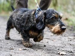 Niedersachsen & Bremen: Vergiftete Leberwurst-Brötchen verteilt? Polizei warnt