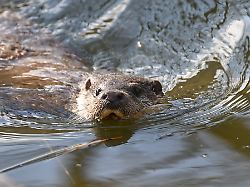 Hessen: Die leise Rückkehr des Otters nach Hessen