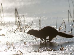 Hessen: Otter oder Mink? Verwechslungen keine Seltenheit