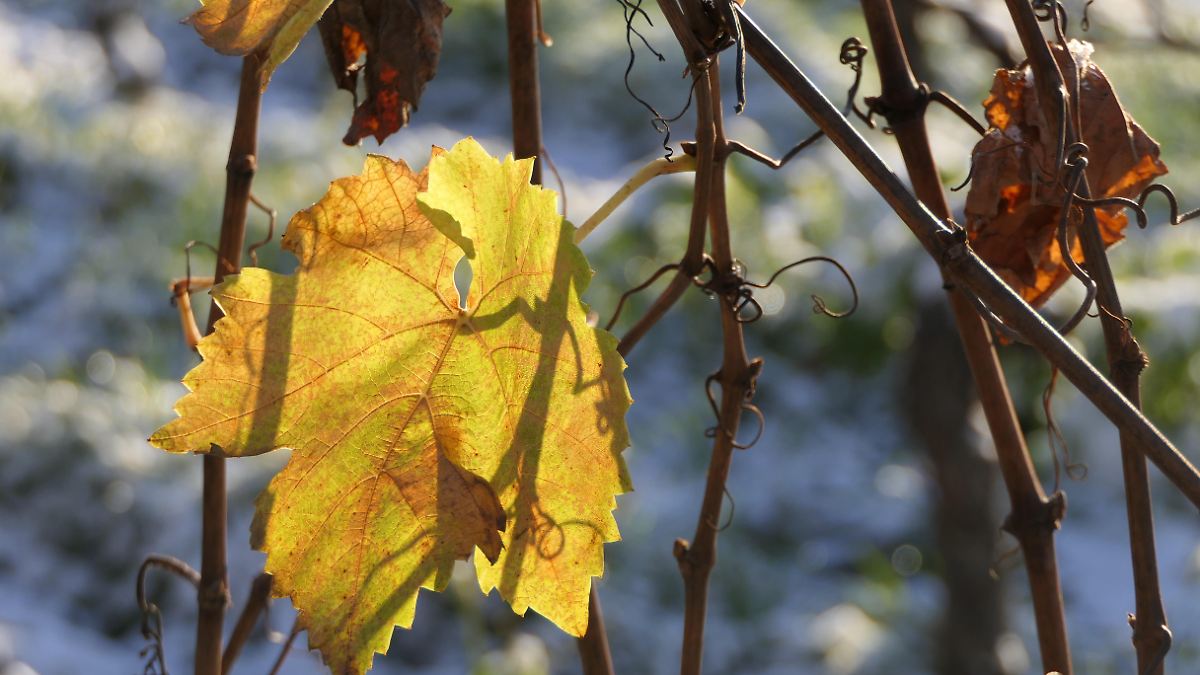 -Wir-bieten-Qualit-t-Bauernpr-sident-appelliert-Trinkt-mehr-deutschen-Wein-