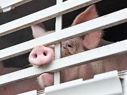 Berlin & Brandenburg: Stopp bei Schweine-Schlachtung: Ministerin hofft auf Ersatz