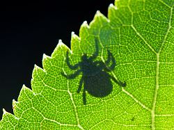 Berlin & Brandenburg: Borreliose-Zahlen in Berlin erreichen Rekordniveau