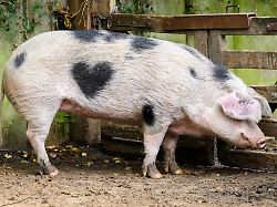 Niedersachsen & Bremen: Tierische Storys: Vom Herz-Schwein bis zum Storchendrama