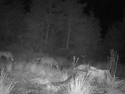 Baden-Württemberg: Wolfssichtung bei Forbach: Experten prüfen Ziegenrisse