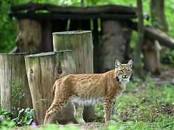 Thüringen: Mehr Pinselohren sollen pirschen