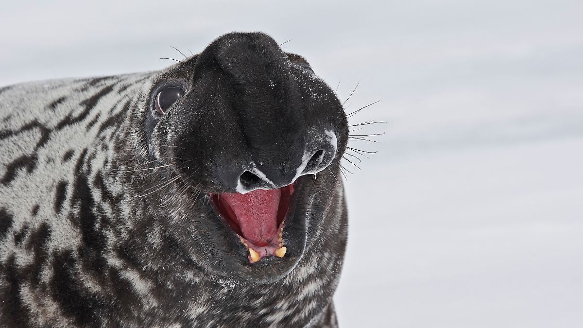 WWF-Gute-Nachrichten-f-r-Koalas-Das-sind-die-Tier-Verlierer-des-Jahres