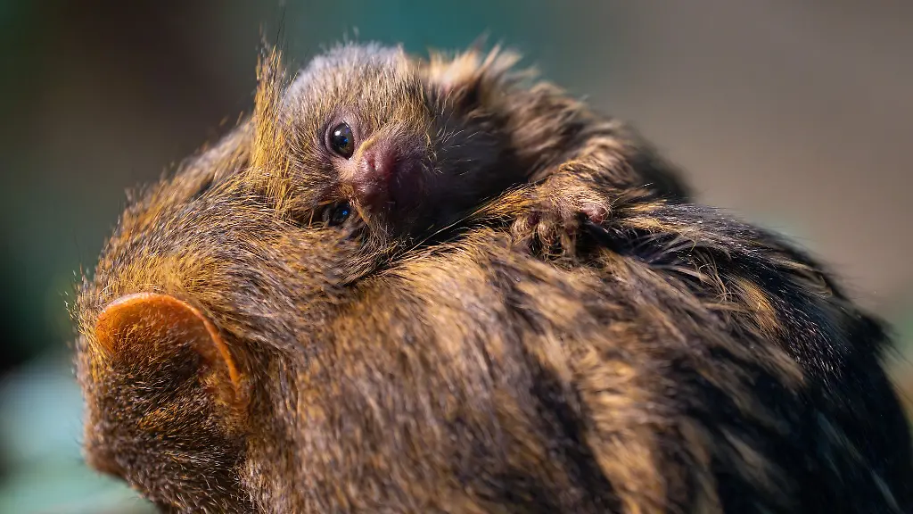 Noch-wird-das-Jungtier-rund-um-die-Uhr-herumgetragen