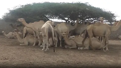 somalia-duerre-kamele