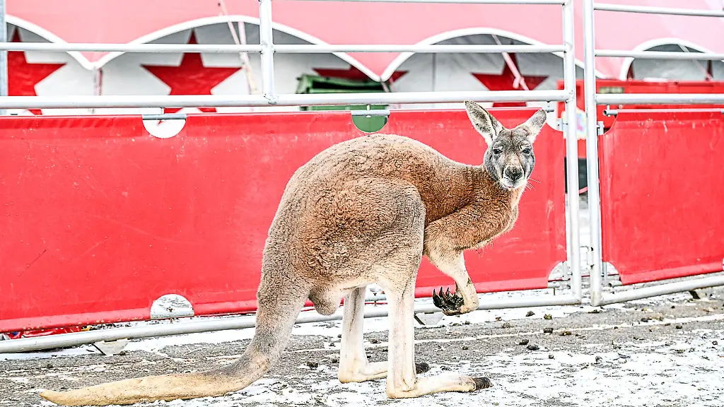 Das-ausgebuexte-Kaenguru-wurde-laut-Polizei-vom-Besitzer-wieder-eingefangen