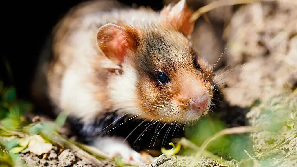 Feldhamster