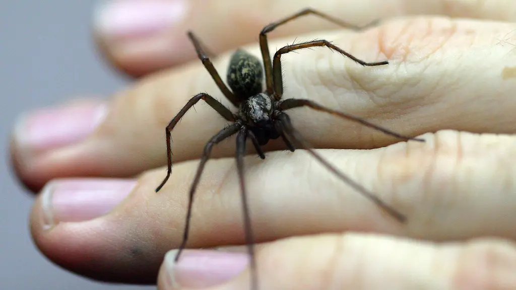 Eine-Spinne-hat-vermutlich-die-Alarmanlage-einer-Firma-in-Bissendorf-ausgeloest-die-Polizei-rueckt-an
