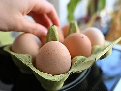 Sachsen: Geflügelpest sorgt für Engpässe bei Eiern