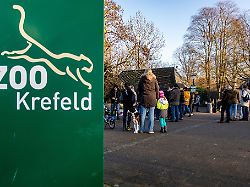 Nordrhein-Westfalen: Vogelgrippe bei Flamingo im Krefelder Zoo nachgewiesen