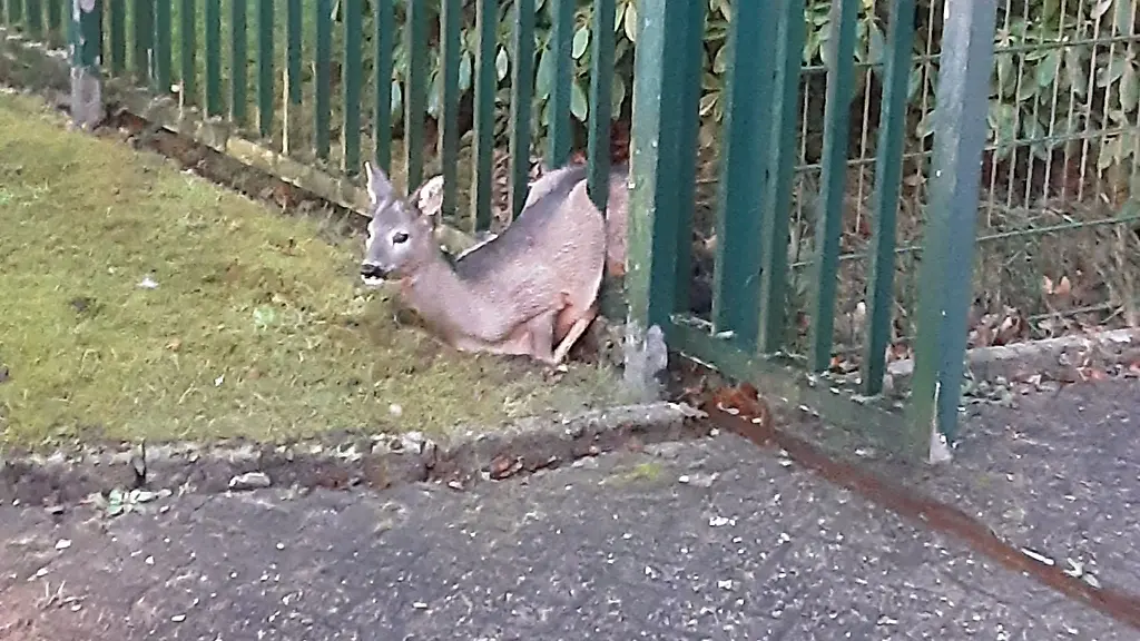 Die-Feuerwehr-befreite-das-Rehkitz