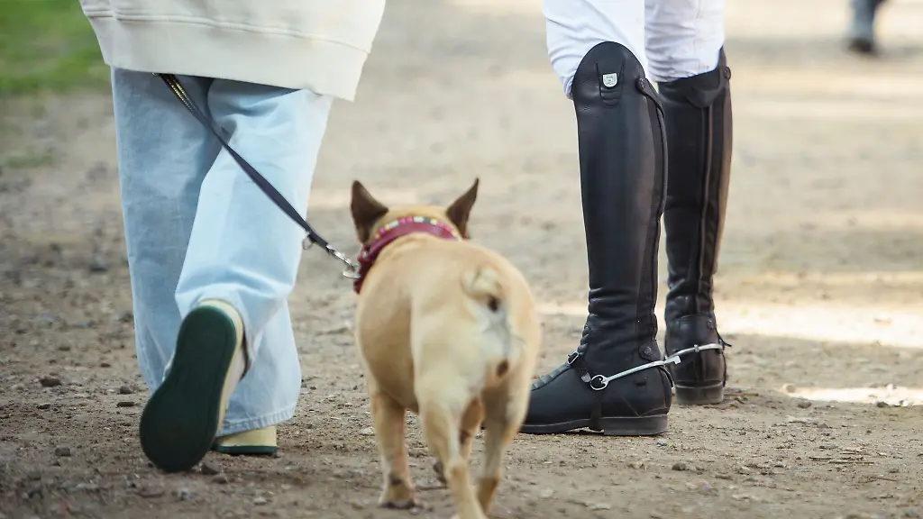 Hundehalter-in-Hamburg-sollen-kuenftig-120-Euro-im-Jahr-zahlen