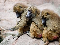 Bayern: Pavian-Nachwuchs in Nürnberg - Tötung weiter eine Option