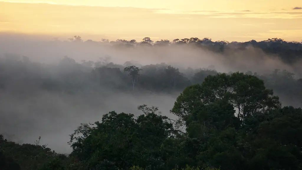 HANDOUT-The-Amazon-rainforest-is-being-hit-with-more-days-of-extreme-drought-that-is-leading-to-tree-die-offs-that-will-change-the-nature-of-these-tropical-sinks-of-carbon-dioxide-produced-by-the-burning-of-fossil-fuels-Credit-Jeffrey-Chambers-UC-Berkeley-ACHTUNG-Frei-nur-zur-redaktionellen-Verwendung-im-Zusammenhang-mit-der-Berichterstattung-ueber-die-Studie-bei-Nennung-des-Credits