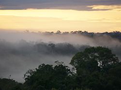 Baumsterben durch „Hypertropen“: Menschheit schafft „Szenario wie seit Millionen von Jahren nicht“