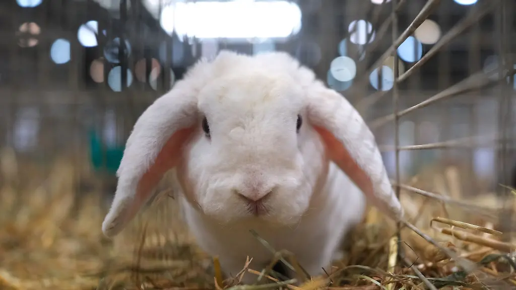 Bei-der-Wohnungsdurchsuchung-wurde-ein-weiteres-Kaninchen-entdeckt-das-mutmasslich-gestohlen-wurde
