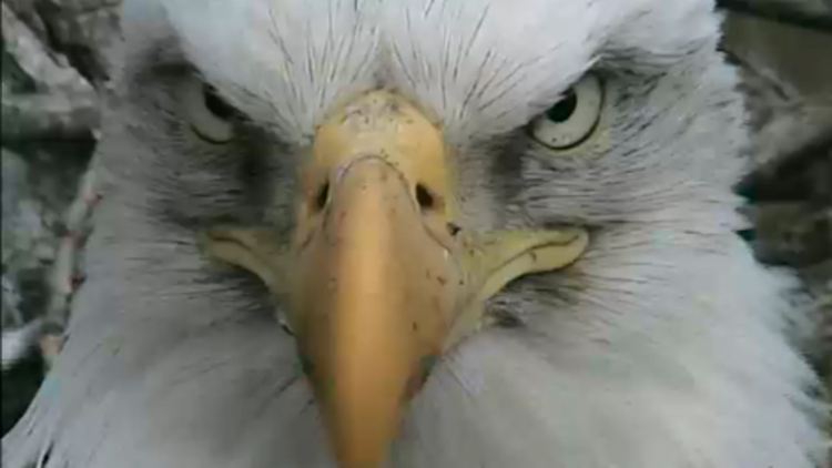 Die US-Wappentiere in ihrem Nest in Decorah (Iowa) haben so viel Interesse im Internet ausgelöst, dass die Seite kurzzeitig zusammenbrach.