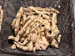 Schön scharf: Ingwer schafft es zur Arzneipflanze des Jahres