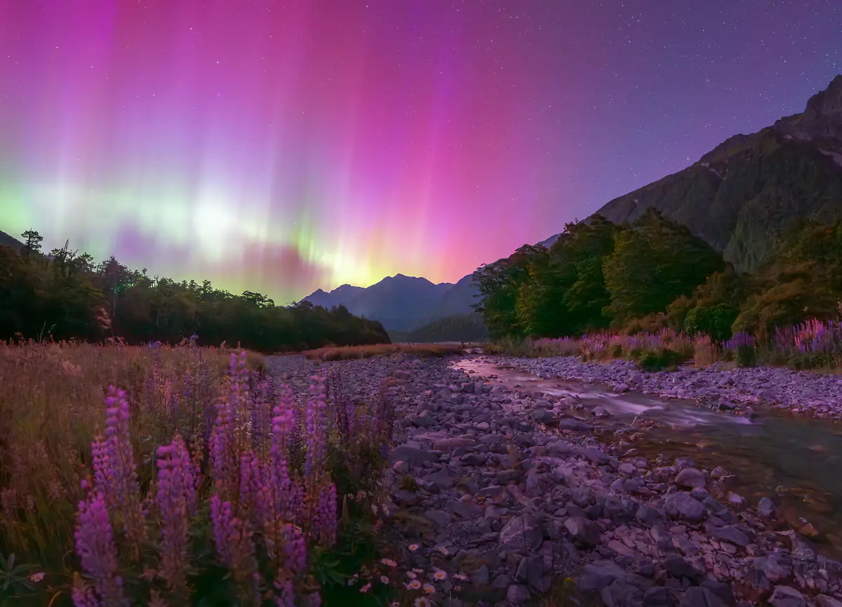 This-was-an-aurora-that-just-kept-on-giving-all-night-I-was-at-Cascade-Creek-in-Fiordland-New-Zealand-admiring-the-natural-beauty-of-the-rugged-forest-dainty-wildflowers-and-bubbling-stream-I-had-an-idea-of-getting-the-purple-lupins-in-the-foreground-with-the-Aurora-behind-but-I-didn-t-know-exactly-where-the-flowers-were-at-the-time-This-particular-shot-was-taken-at-my-second-location-for-the-night-as-my-first-stop-had-barely-any-lupins-showing-I-spent-quite-some-time-walking-up-and-down-this-area-to-find-this-composition-and-in-the-end-it-was-well-worth-it-I-love-how-it-shows-the-mountains-creek-forest-and-lupins-all-together-with-a-coherent-color-scheme-I-took-six-images-to-create-this-panorama