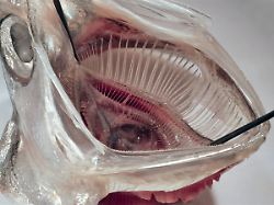 Einbau in Waschmaschinen: Filter nach Fischmaul-Vorbild entfernt Großteil an Mikroplastik