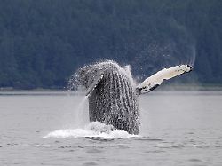 Trotz Erholung der Bestände: Historische Jagd quält Buckelwale noch heute