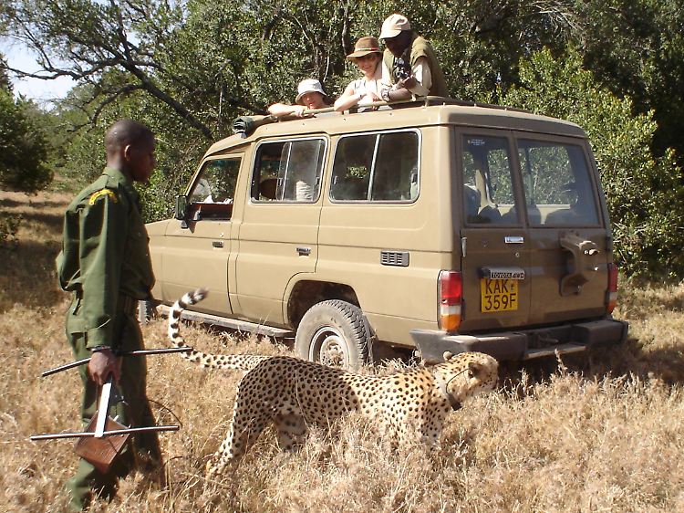 Wildhüter schützen die Tiere im Ol Pejeta Reservat vor Wilderern. Peilsender zeigen, wo die Tiere sich gerade aufhalten.