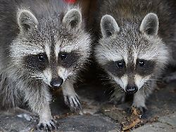 Hessen: Waschbär-Jagd in Hessen: Mehr als 41.000 Tiere erlegt