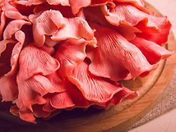 Leckere, nachhaltige Proteine: Pilze, die auf Möhrenresten wachsen, sollen Hunger bekämpfen