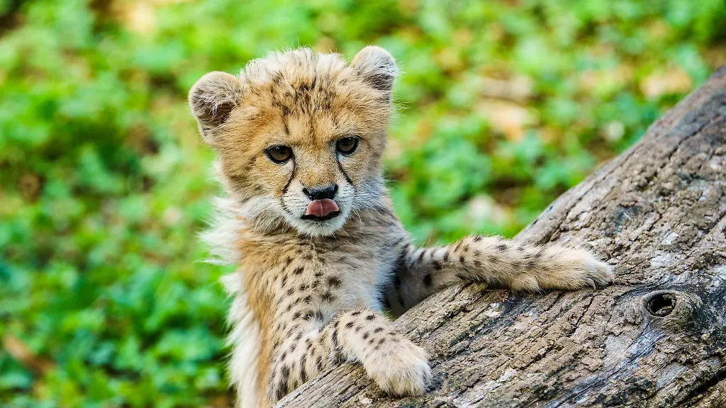 Das-im-Sommer-geborene-Gepardenbaby-zaehlt-zum-besonderen-Nachwuchs-im-Zoo-Landau