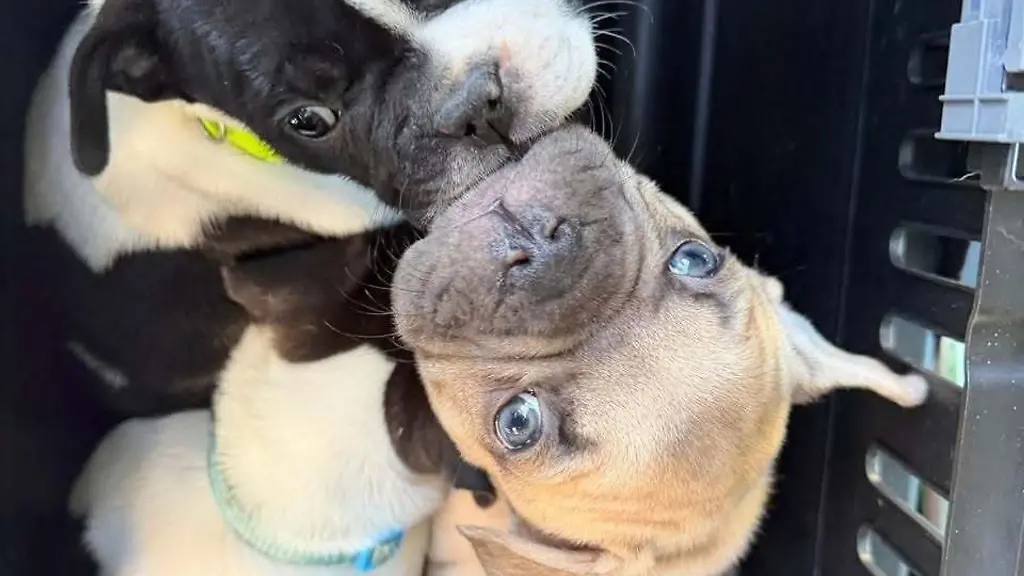 Viele-Angebote-wirken-laut-Tierheim-harmlos-sind-aber-nicht-serioes