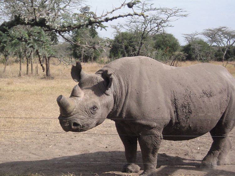 Eines der letzten seiner Art: Im privaten Ol Pejeta Reservat in Kenia wurden vier nördliche Breitmaulnashörner ausgewildert.