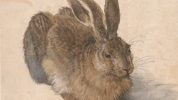 387A_DUERER_XL_01110