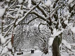 Hamburg & Schleswig-Holstein: Weitere Friedhöfe in Hamburg schließen wetterbedingt
