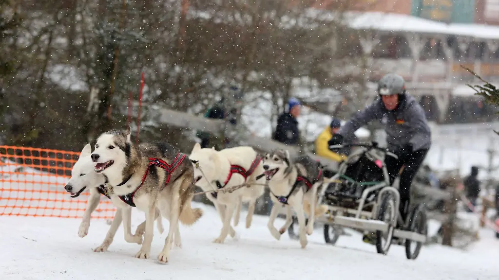 Auf-Mensch-und-Tier-beim-traditionellen-Schlittenhunderennen-in-Hasselfelde-im-Harz-warten-am-Wochenende-Traumbedingungen-mit-genuegend-Schnee-und-Dauerfrost