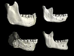 Schnittstelle zum Neandertaler: Viel älter als bisher bekannt: Ahne des Homo sapiens entdeckt