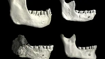 Zeitnaher Ahne des Homo sapiens entdeckt