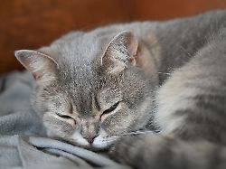 Rheinland-Pfalz & Saarland: Nach Videos auf TikTok - Halter muss Katzen abgeben