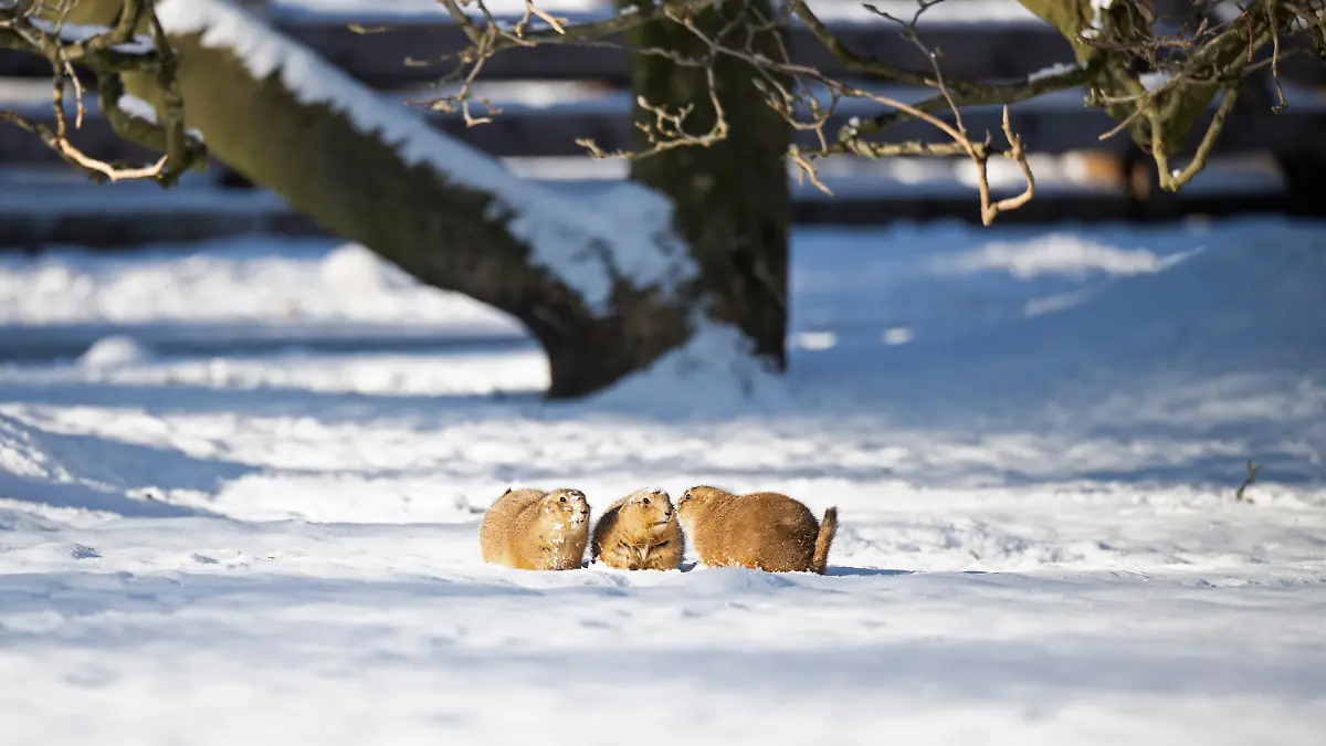Praeriehunde-sitzen-im-Schnee-im-Schweriner-Zoo-Viele-Zootiere-trotzen-der-Kaelte-und-wagen-sich-bei-Minusgraden-und-Schnee-heraus-Manche-Tiere-wie-der-Sibirische-Tiger-fuehlen-sich-bei-diesem-Wetter-erst-richtig-wohl