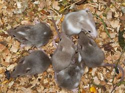 Test mit Hausmäusen gibt Antwort: Klug oder stark? Wie Weibchen über Partner entscheiden