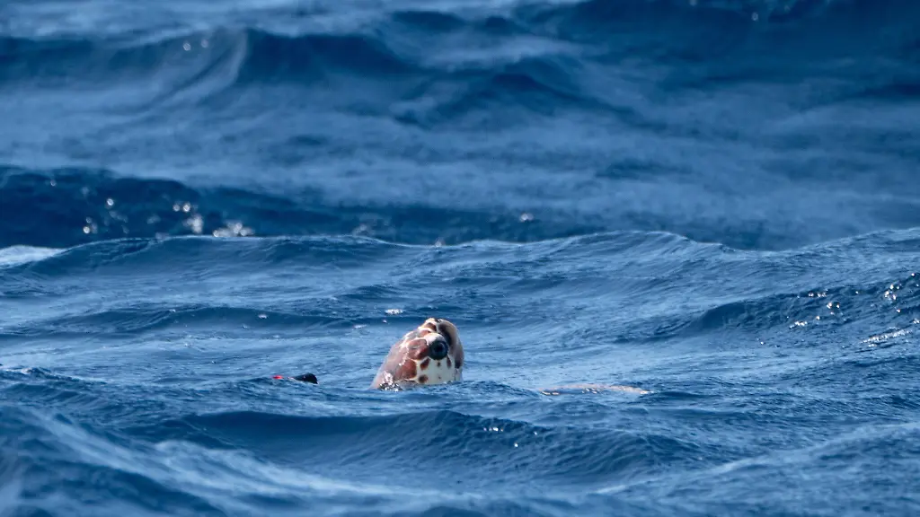 Die-Unechte-Karettschildkroete-Iona-die-letztes-Jahr-ueber-tausend-Kilometer-von-ihrem-natuerlichen-Lebensraum-entfernt-an-einem-Strand-in-Schottland-angeschwemmt-wurde-schwimmt-im-Atlantik-in-der-Naehe-der-Azoren-Iona-wurde-wieder-in-den-Atlantik-entlassen-nachdem-sie-von-Sea-Life-Mitarbeitern-und-Meeresspezialisten-wieder-gesund-gepflegt-wurde
