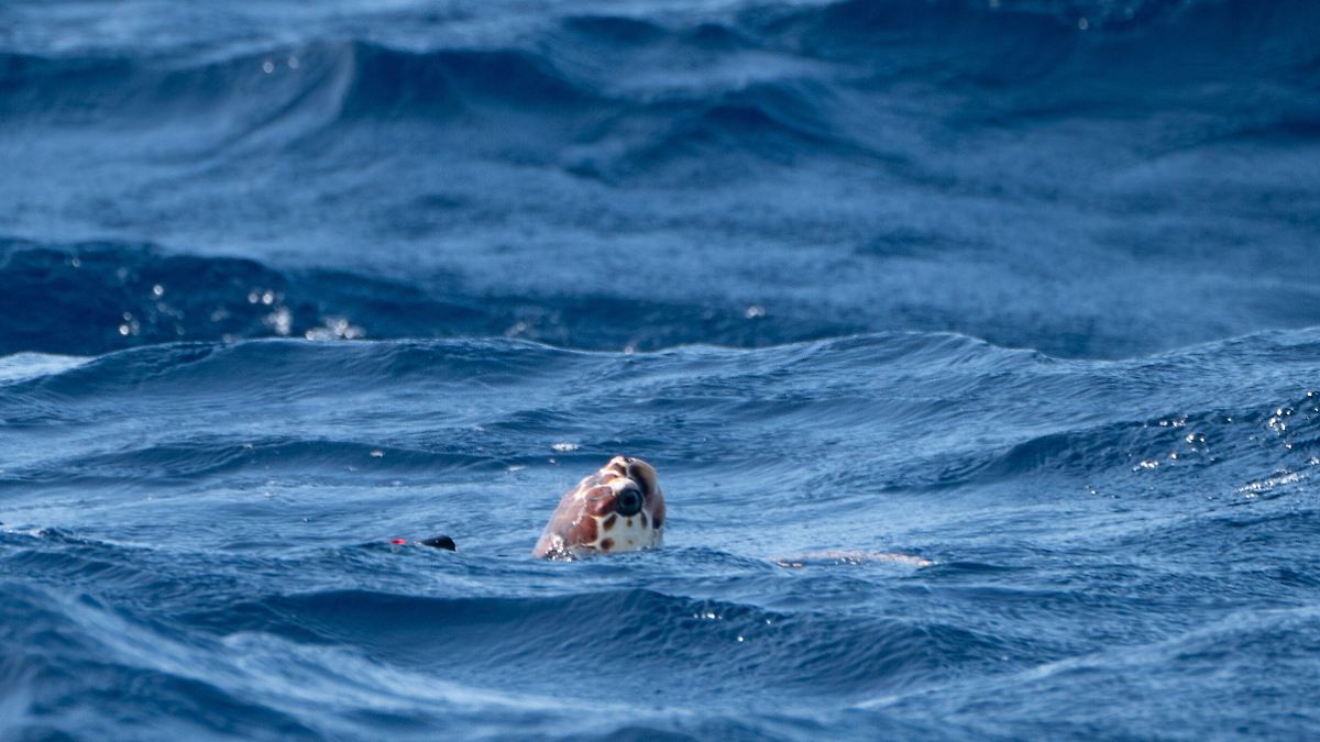Auswirkung: mehr Extremwetter: Meerestemperatur ist neuntes Mal in Folge rekordhoch