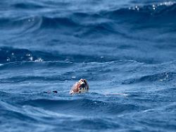 Auswirkung: mehr Extremwetter: Meerestemperatur ist neuntes Mal in Folge rekordhoch